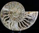 Choffaticeras (Daisy Flower) Ammonite #21633-1